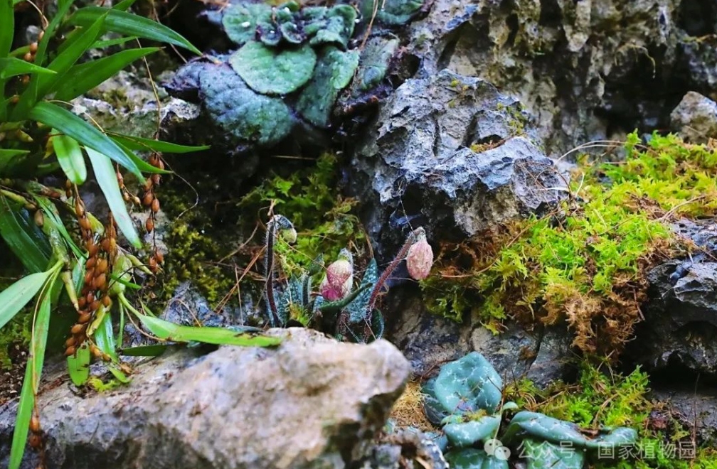 罕见！“铁树”开花！北京治愈系“植物王国”，入眼即风景——