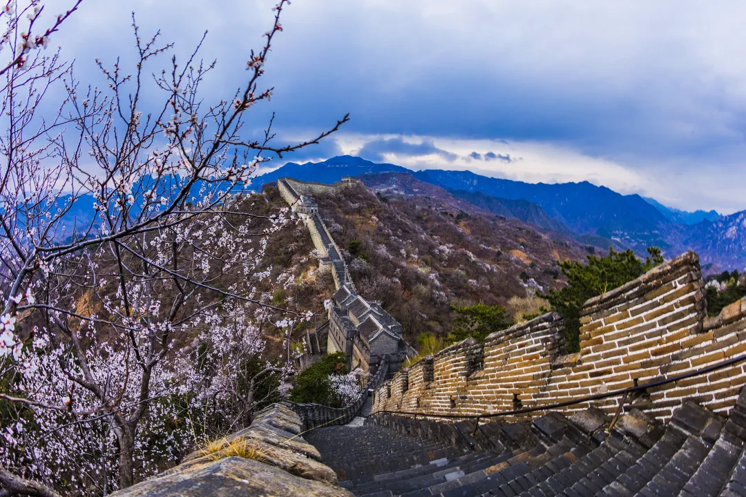 El IV Festival Internacional de Flores de Montaña de la Gran Muralla de Mutianyu: Encontrémonos en la temporada de floración en la Gran Muralla