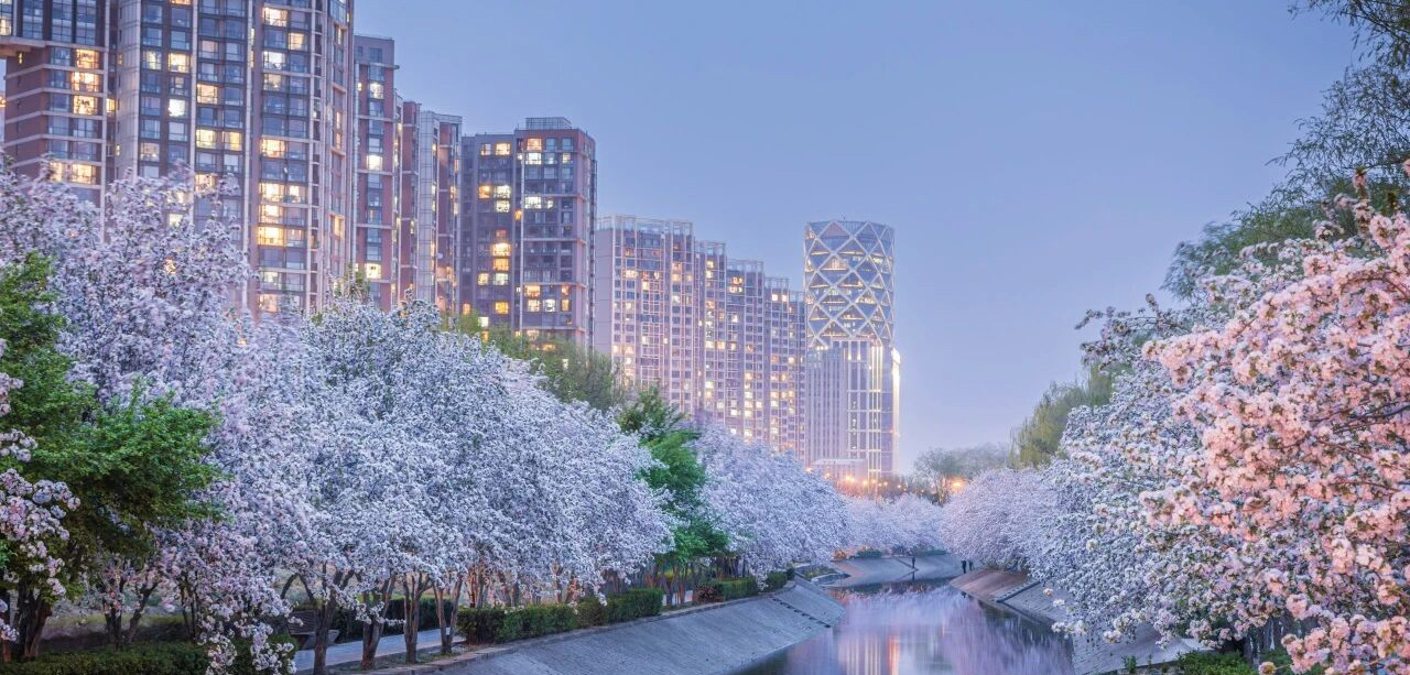 即将进入“最佳观赏期”！北京“超顶流”海棠赏花地来了