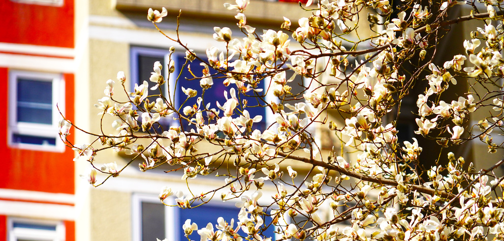 开了！北京这里的“小鸟玉兰”破壳啦——