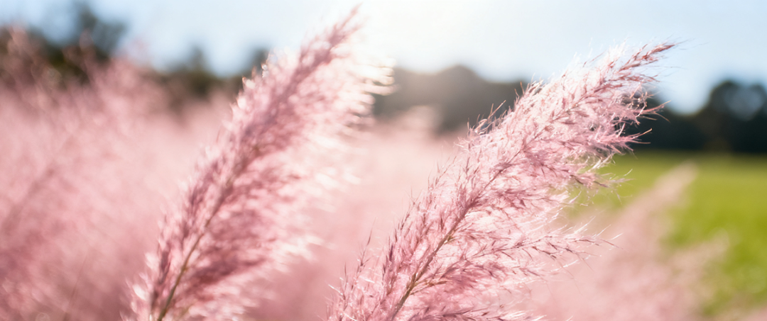 Beijing's 'Muhlenbergia Capillaris Flower Sea' in full bloom