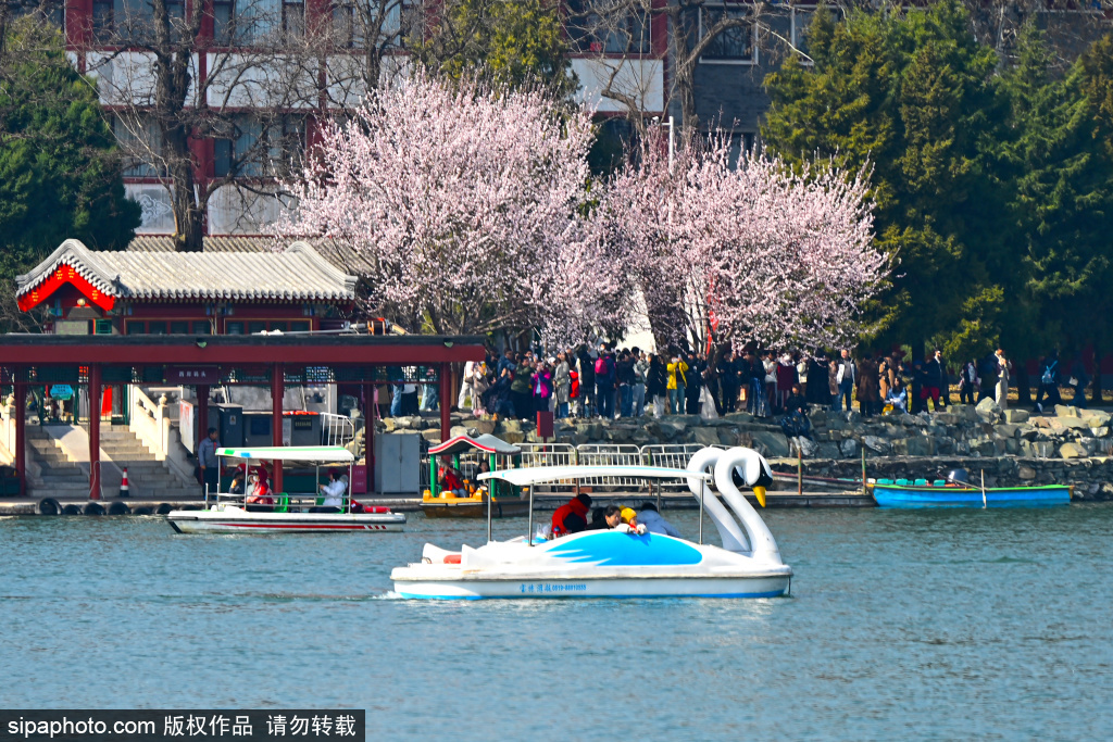 春水初生玉渊潭游船开航