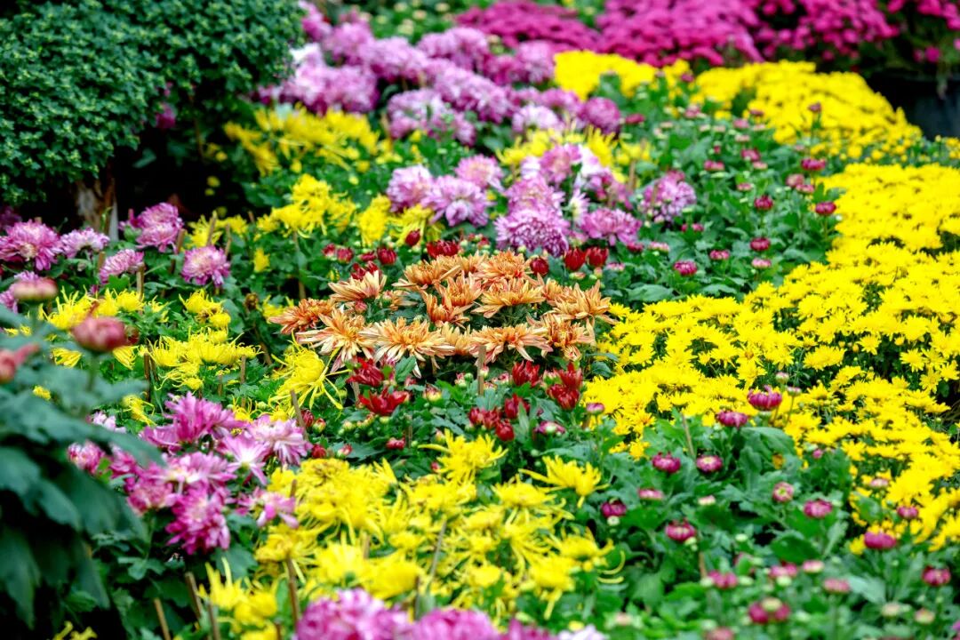 2025北京菊花文化节