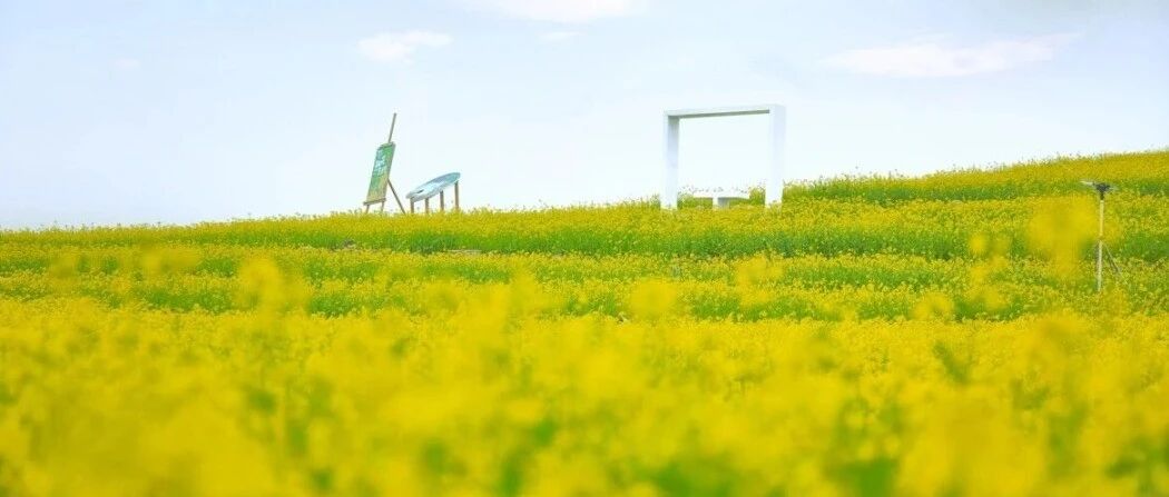 绝美！“梯田花海”来了！五一假期将迎最佳观赏期！