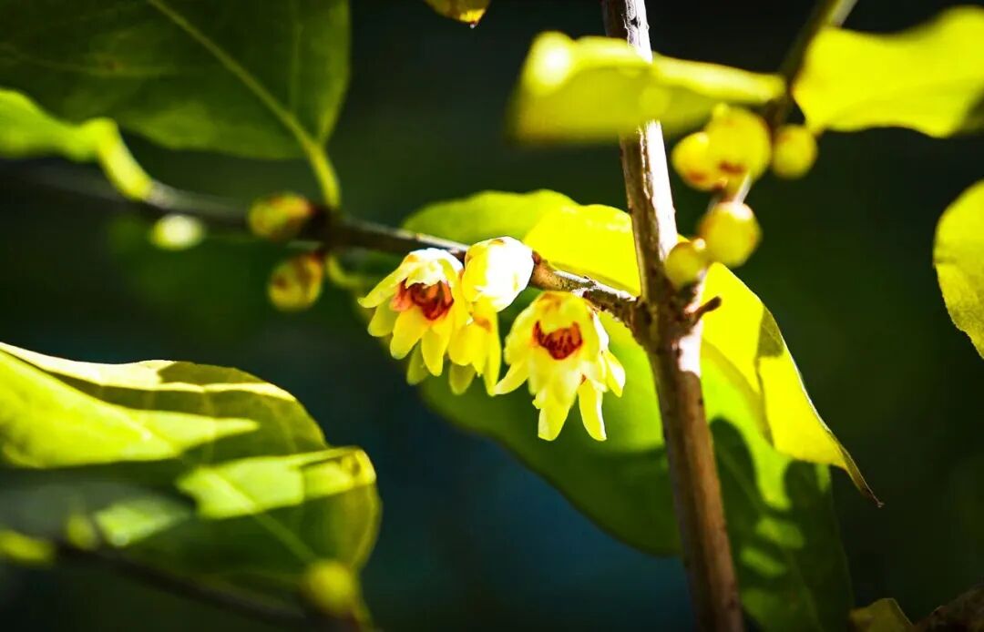 Surprise early bloom! Beijing's first wintersweet flowers out now