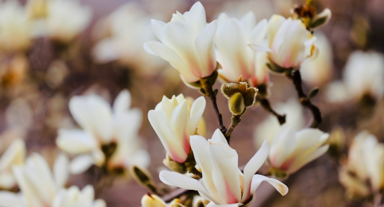 顺义“春花日历”请收好——
