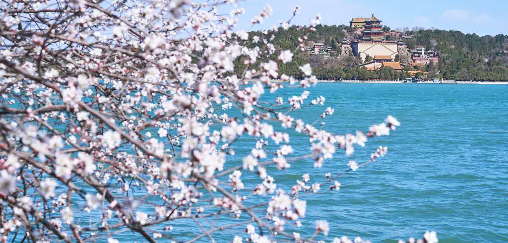 含苞待放！北京这些“天花板”级山桃花观赏地，即将迎来最佳观赏期