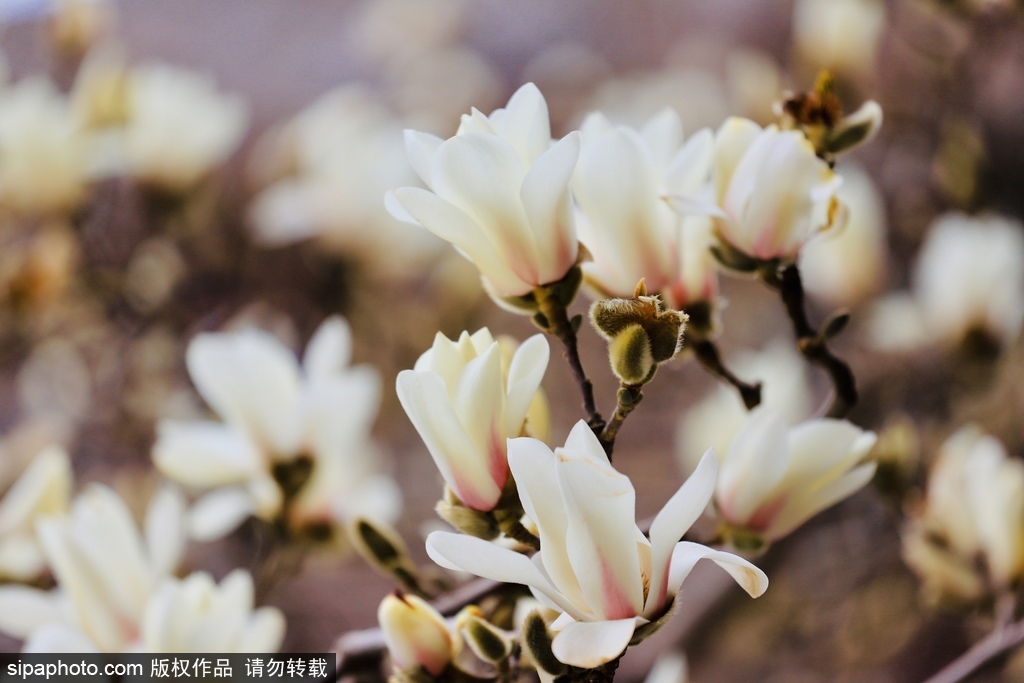 顺义“春花日历”请收好——