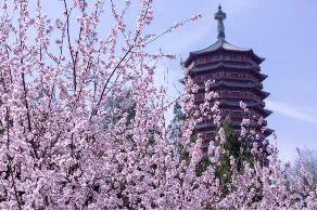 北京市文化和旅游局发布“北京春日十大赏花胜景地”：京西赏花