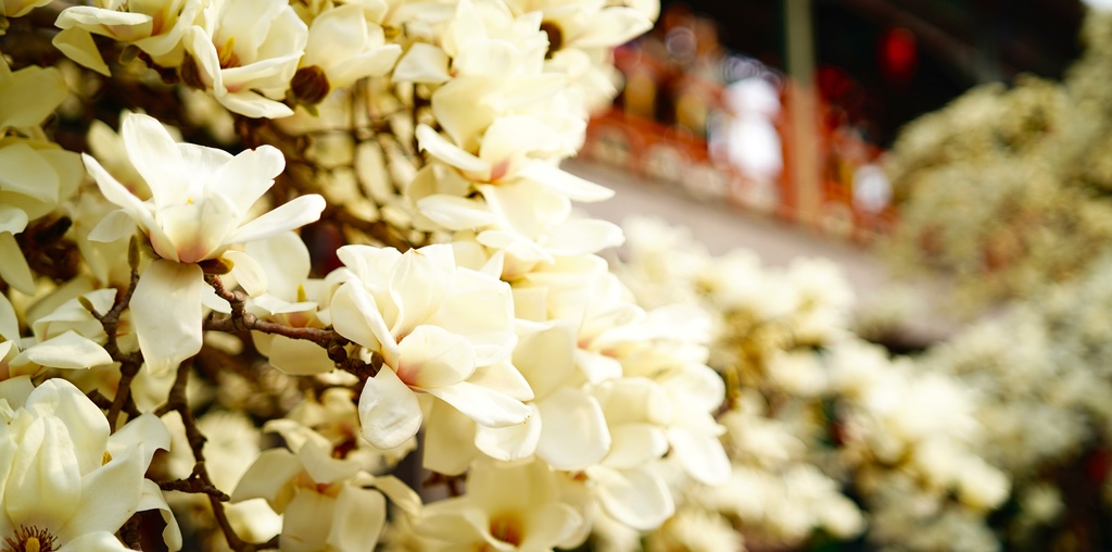 Yulan magnolias in full bloom in Beijing