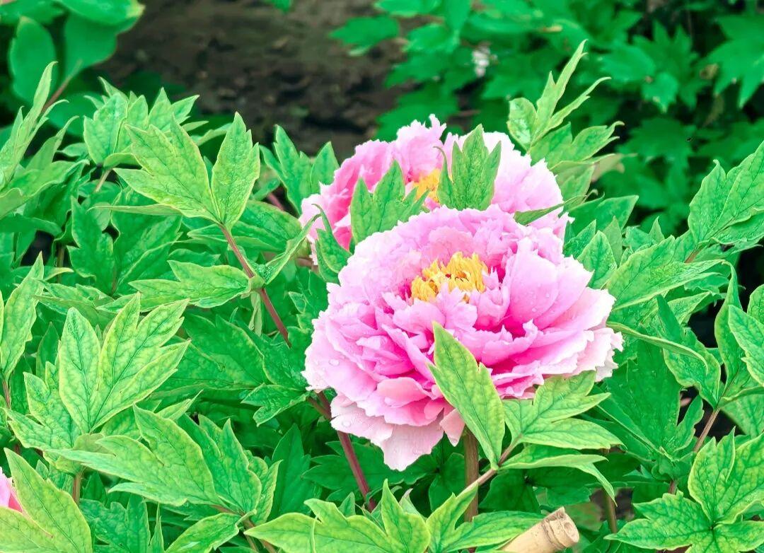 第二十九届牡丹文化节