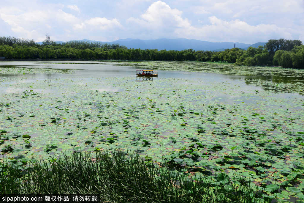 颐和园盛夏美景