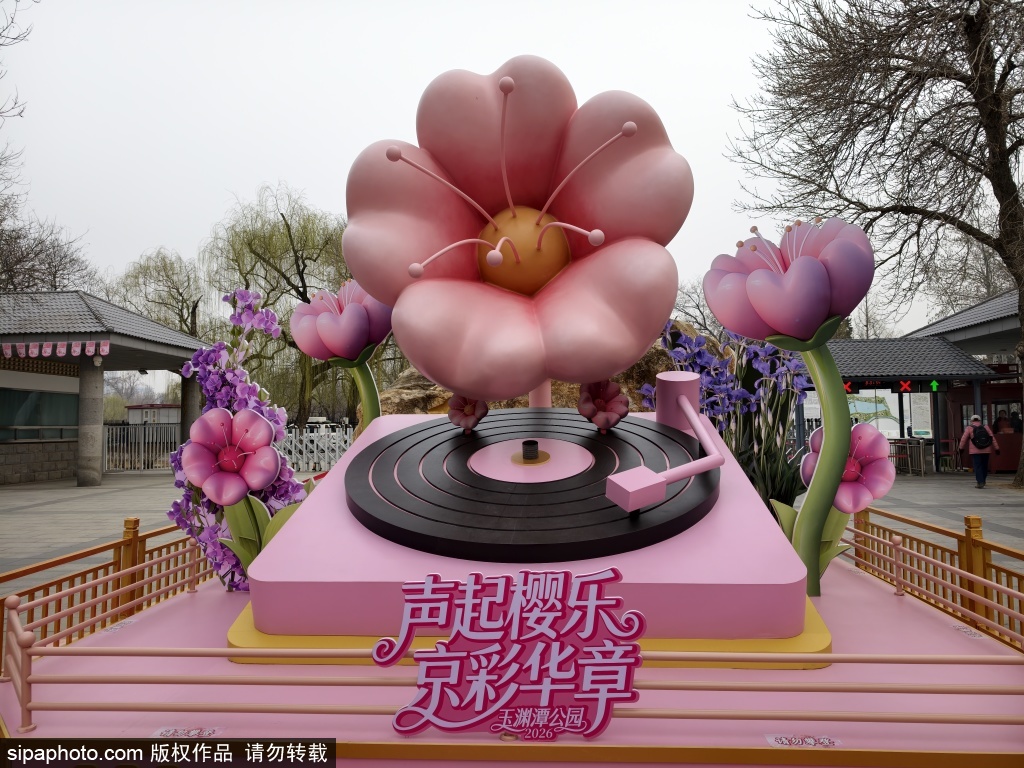 玉渊潭公园早樱山桃相映成趣