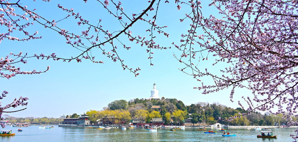 快来！北京的山桃花，开好啦