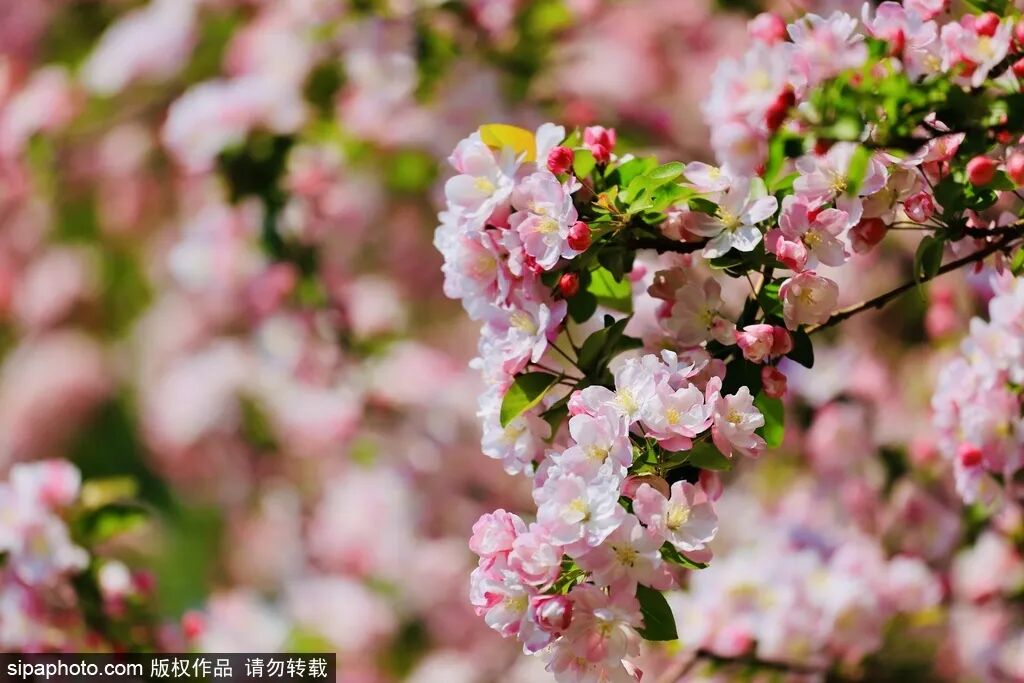 太完美了！4月，在北京这样赏花，幸福感“满格”——