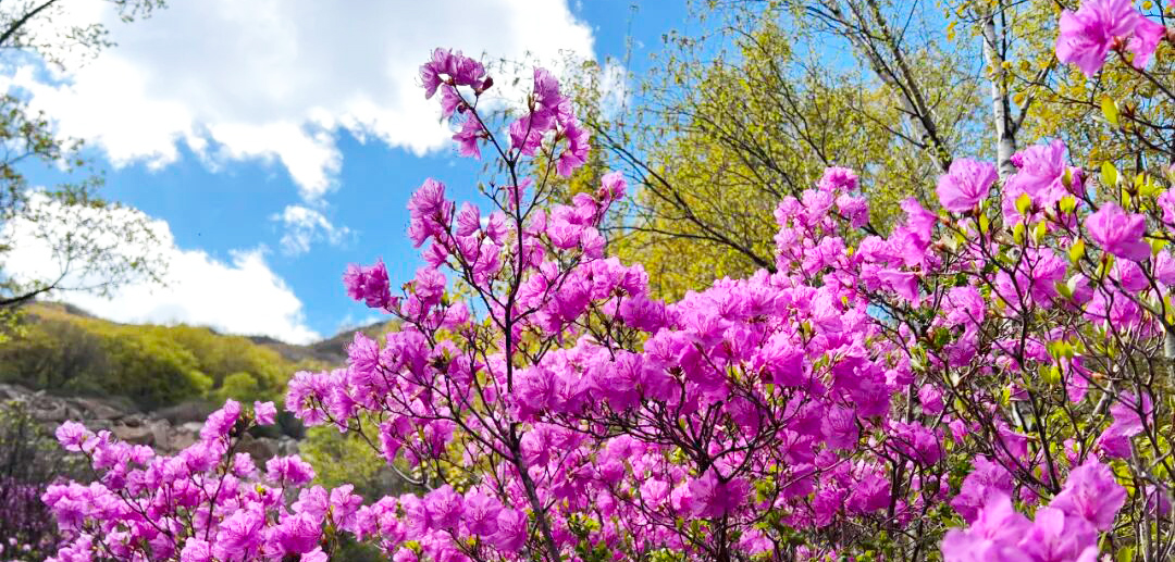壮观！北京的高山杜鹃花开了，观赏期持续至“五一”假期