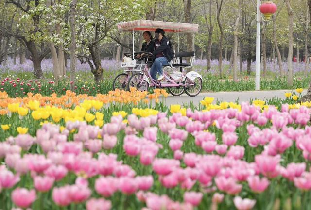 Культурный фестиваль тюльпанов в Зеленой гавани реки Юндин открывается! Полюбуйтесь берегами реки Юндин и тысячами му цветов