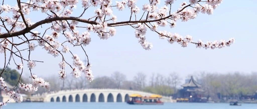 即将开爆！北京下周春花顶流是它，限时绝美！