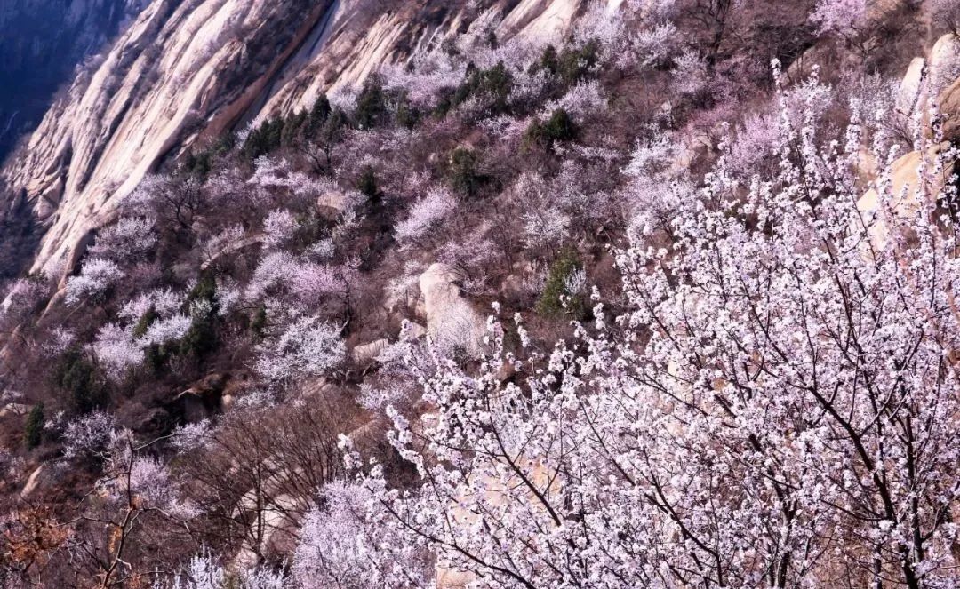 别有天地非人间！去过这片“桃花海”，后劲儿太大了