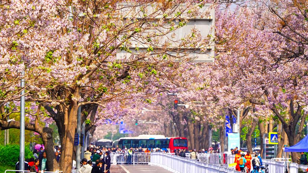 限时绝美！徒步京西秘境“香雪海”