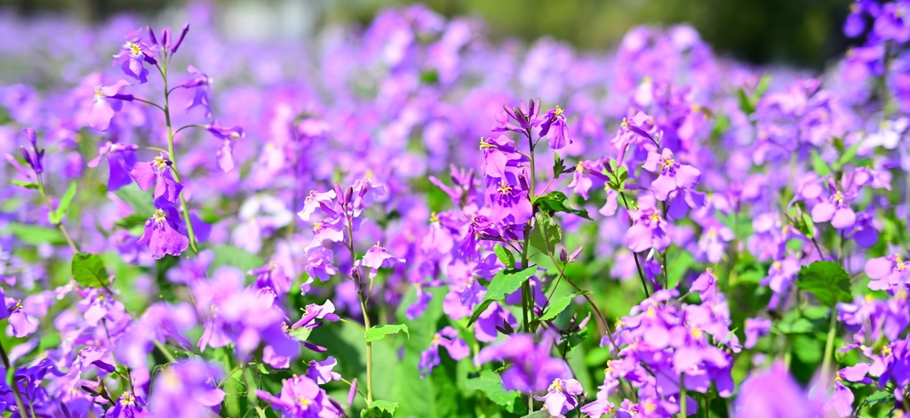 A 270,000-square-meter sea of purple flowers in full bloom