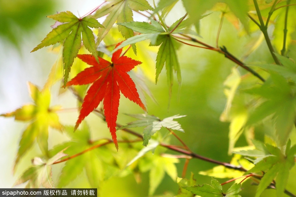 Learning Chinese | Autumn / Fall (秋天)