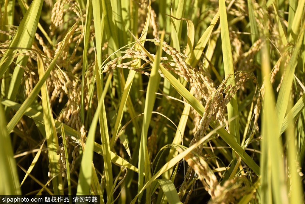 Jingxi rice matures in the Beiwu Park