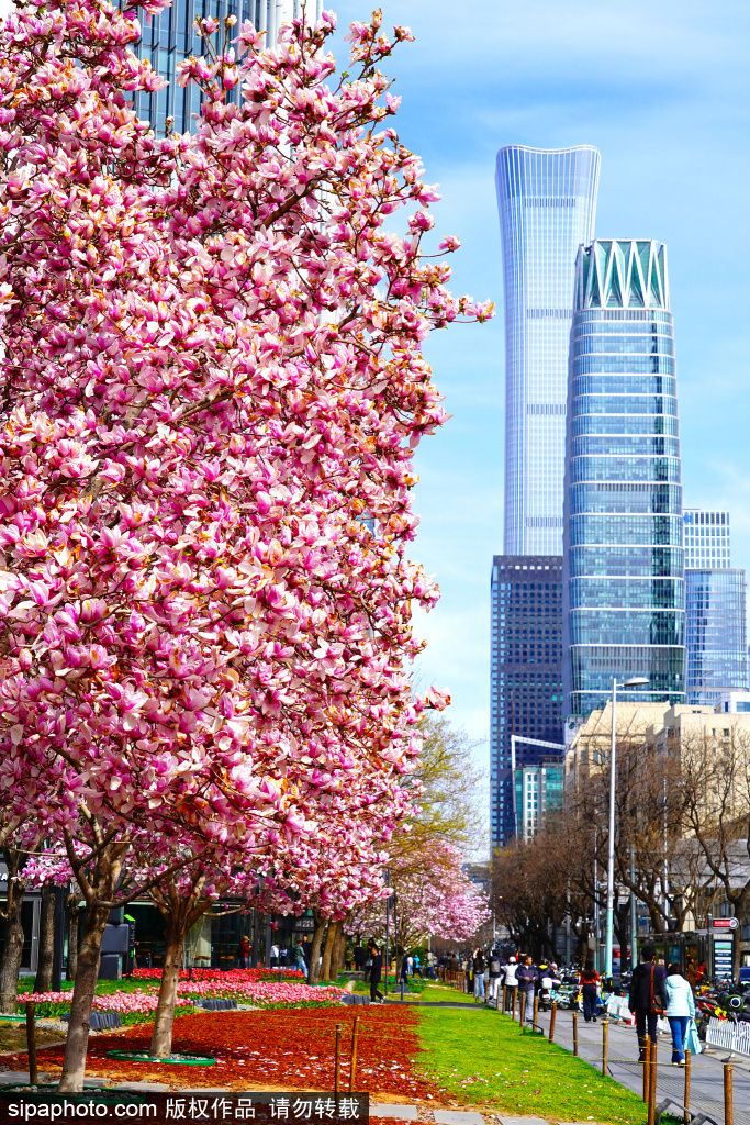 国贸玉兰花盛放温暖又治愈