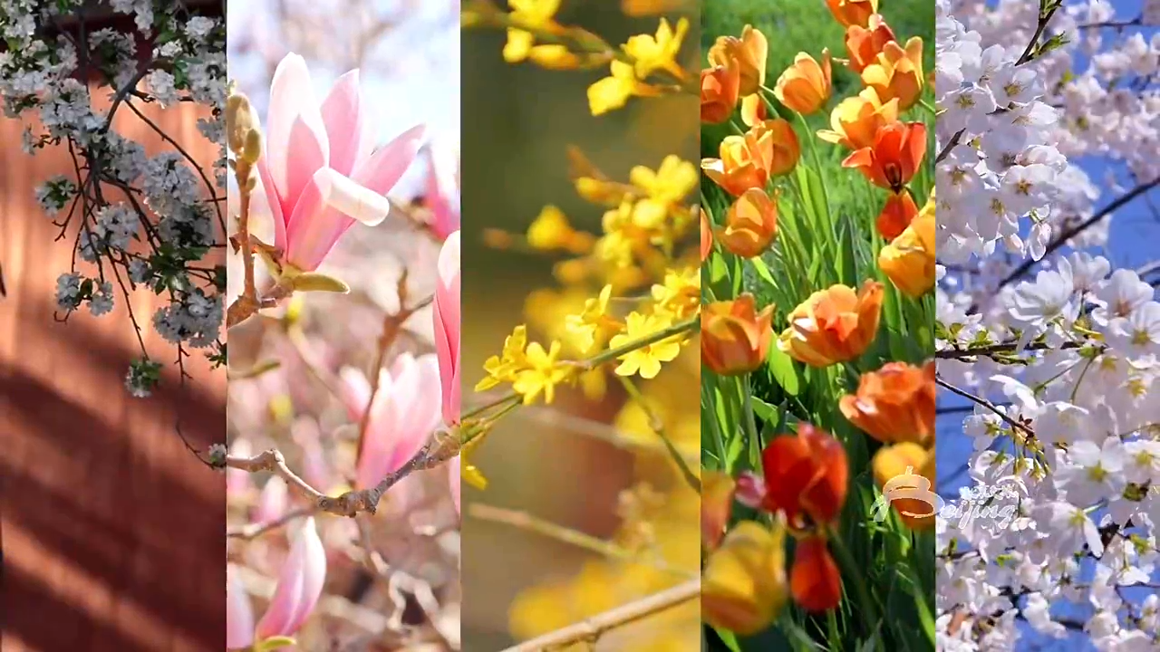 베이징의 봄꽃, 낭만의 계절