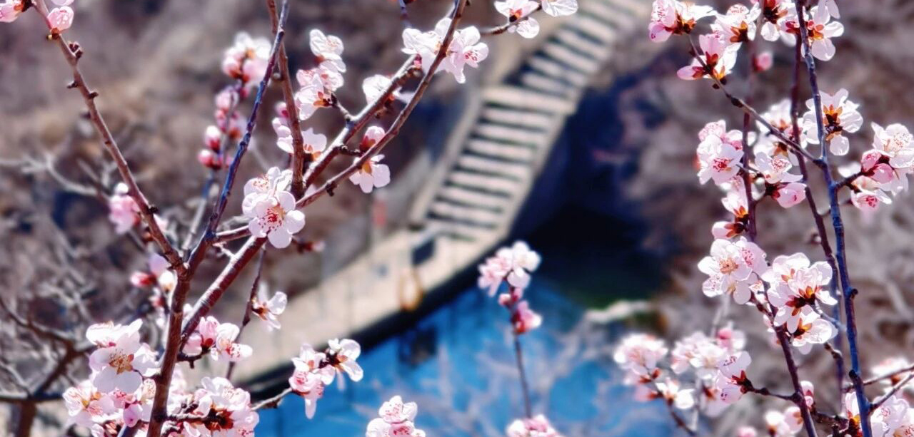 报🤳北京山上第一波春花开啦