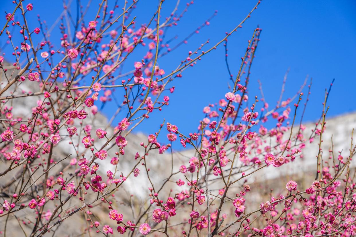 春日来明城墙，赴一场“梅”好之约