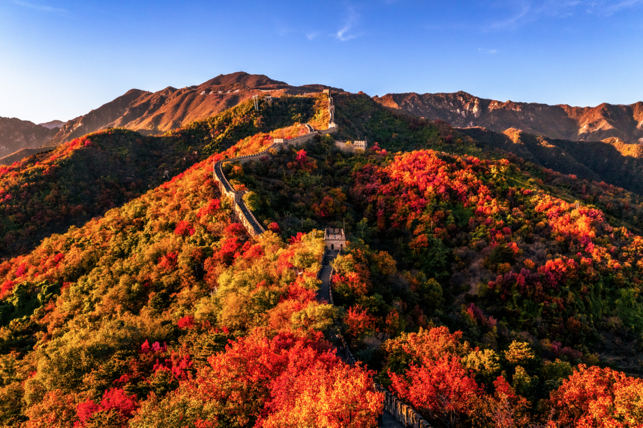 Temporada de hojas rojas en la Gran Muralla de Mutianyu: El otoño tiñe de rojo la Gran Muralla, y aquí tiene la mejor ruta para contemplar las hojas rojas