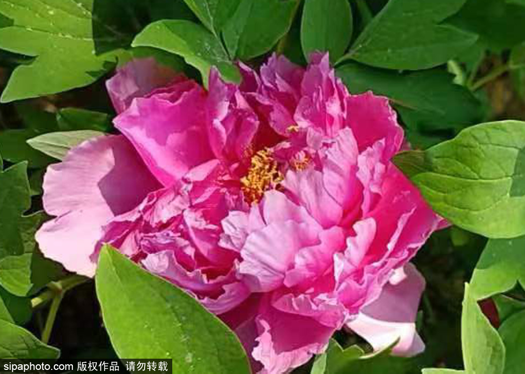 莲花池公园：牡丹花文化节迎来赏花高潮