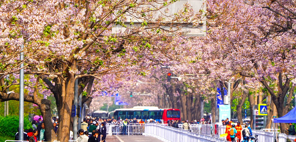 小众但烂漫！北京这里的春天好美