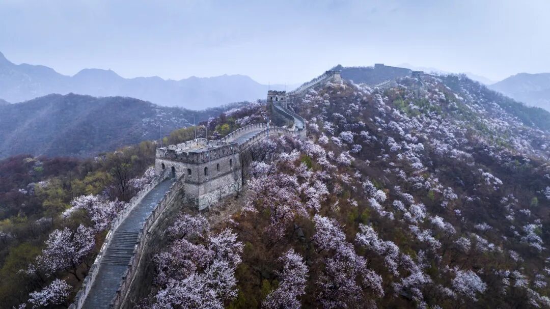 春风有信，花开有期，邀您共赴全球春日盛宴