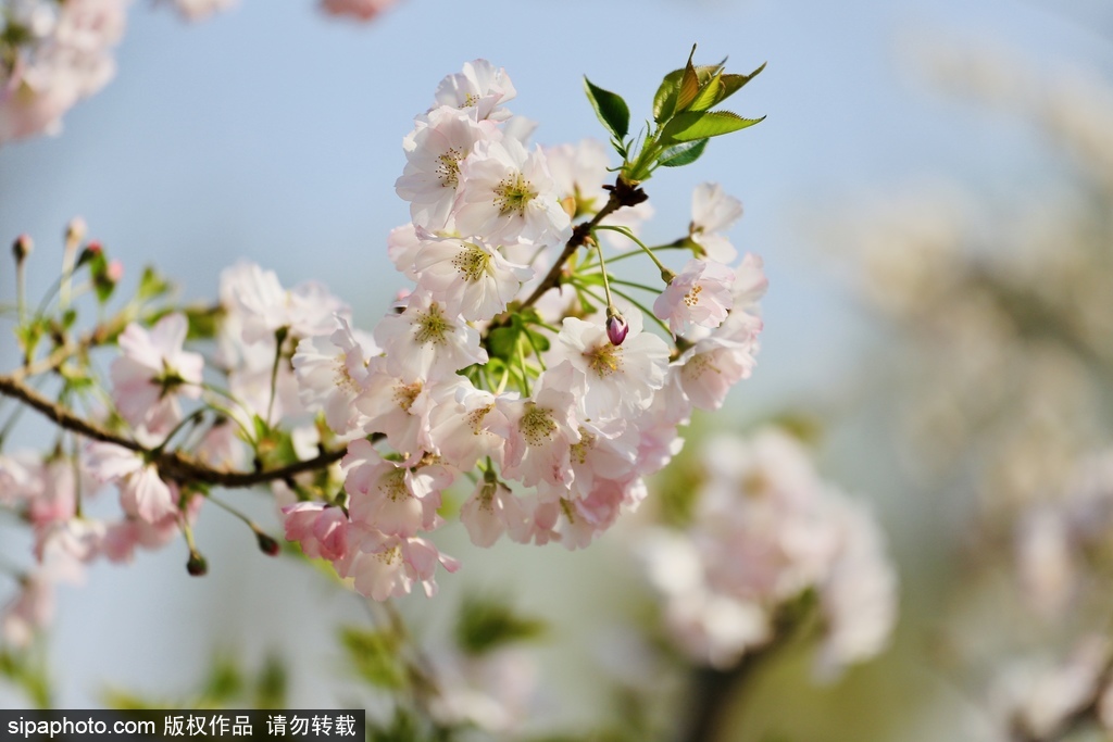 樱花无香？来试试“香妃”！玉渊潭樱花季本周开幕