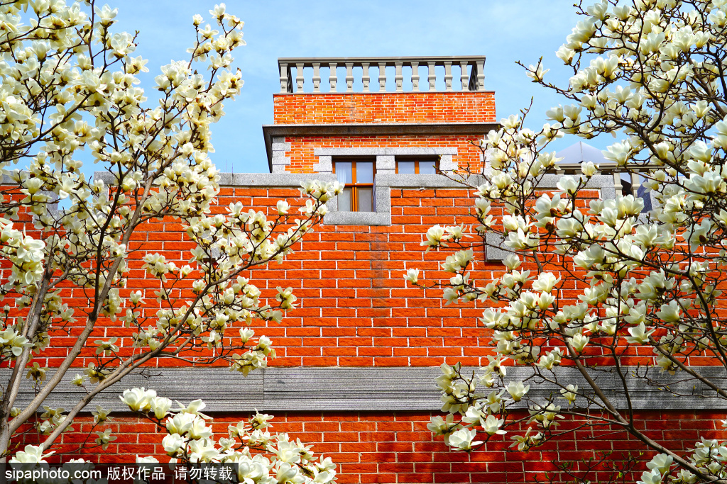 比利时使馆旧址前玉兰绽放