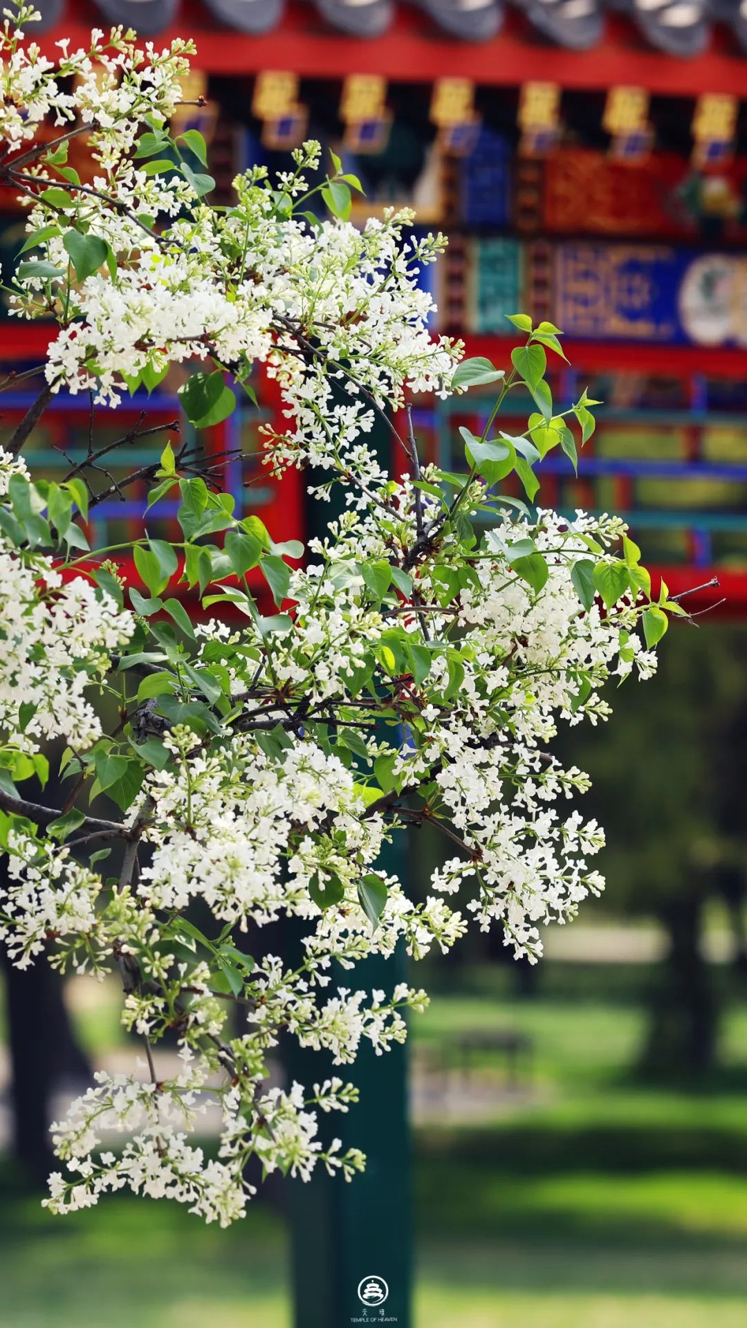 天坛公园赏花图片