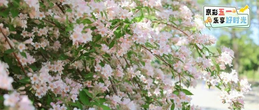 美！这种“当红小花”已经开成了奶油色“花瀑布”——
