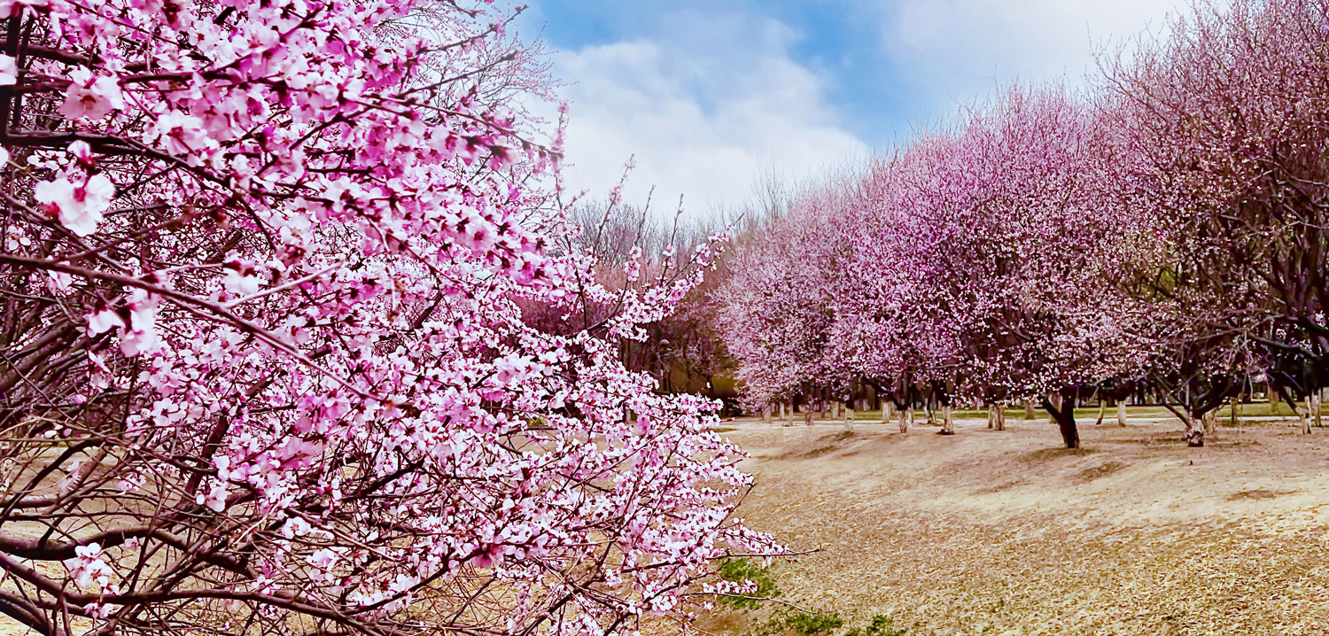 春花节上线！北京3月活动来啦