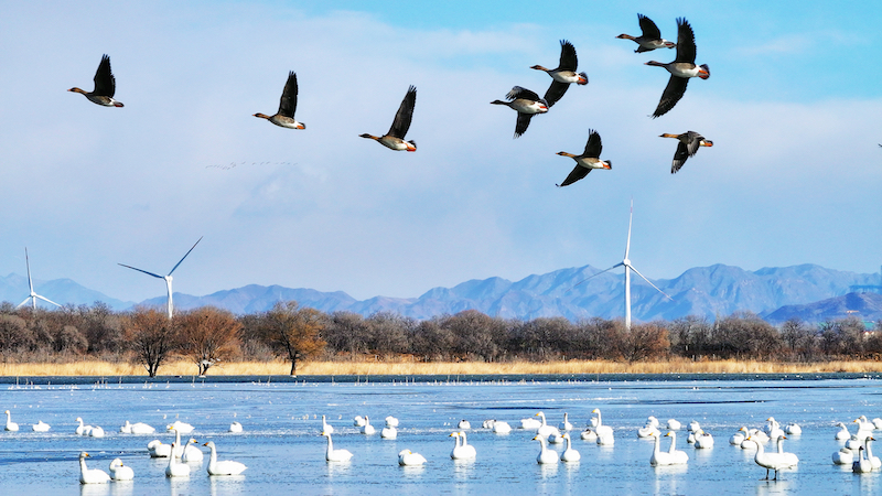 衝撃の光景！官庁ダムで再び万羽の鳥が集結