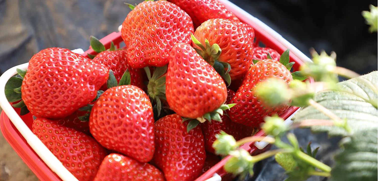 甜度惊人！黑草莓火了！北京这里也能采摘——