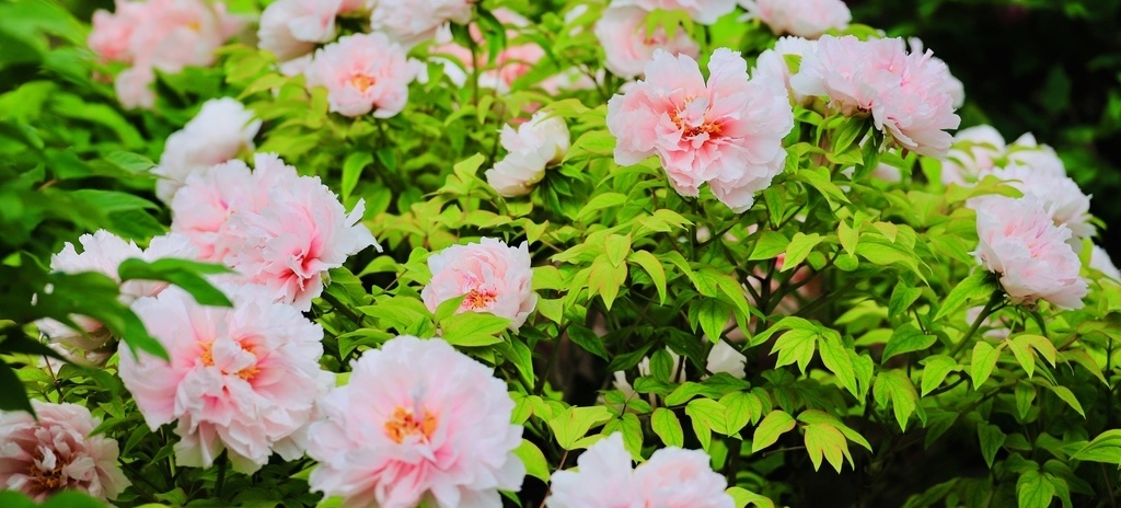Beijing alpine rhododendrons in full bloom