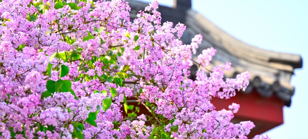 Go to a Syringa appointment this April