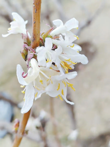 春花“第一方阵”