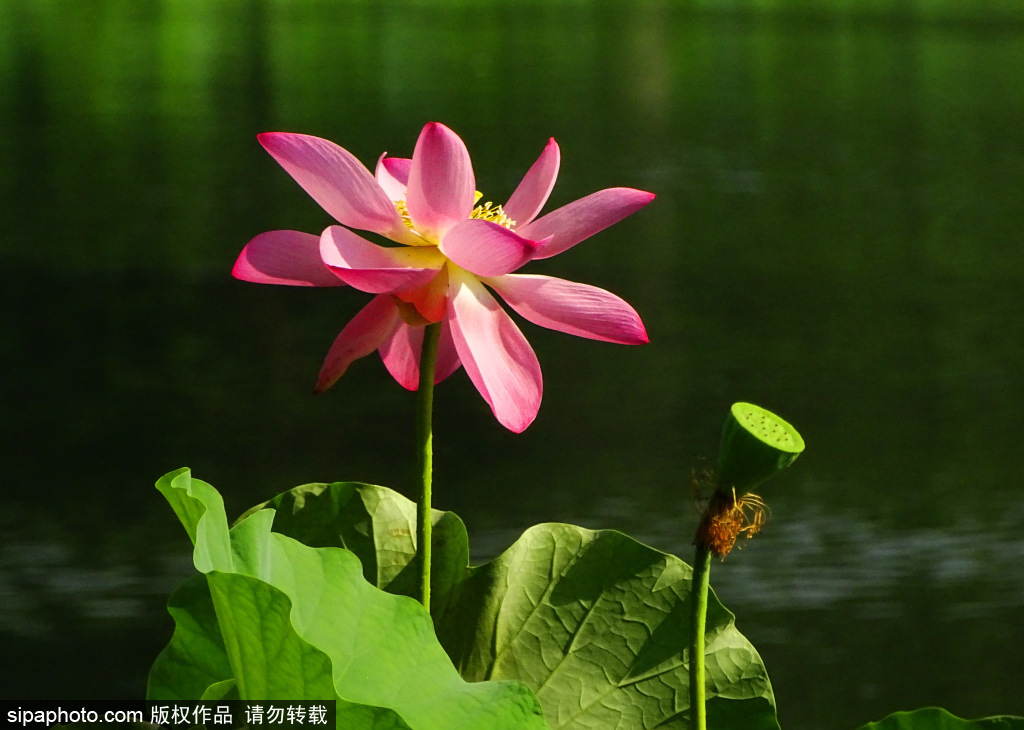 莲花池公园荷花、睡莲盛开别样美