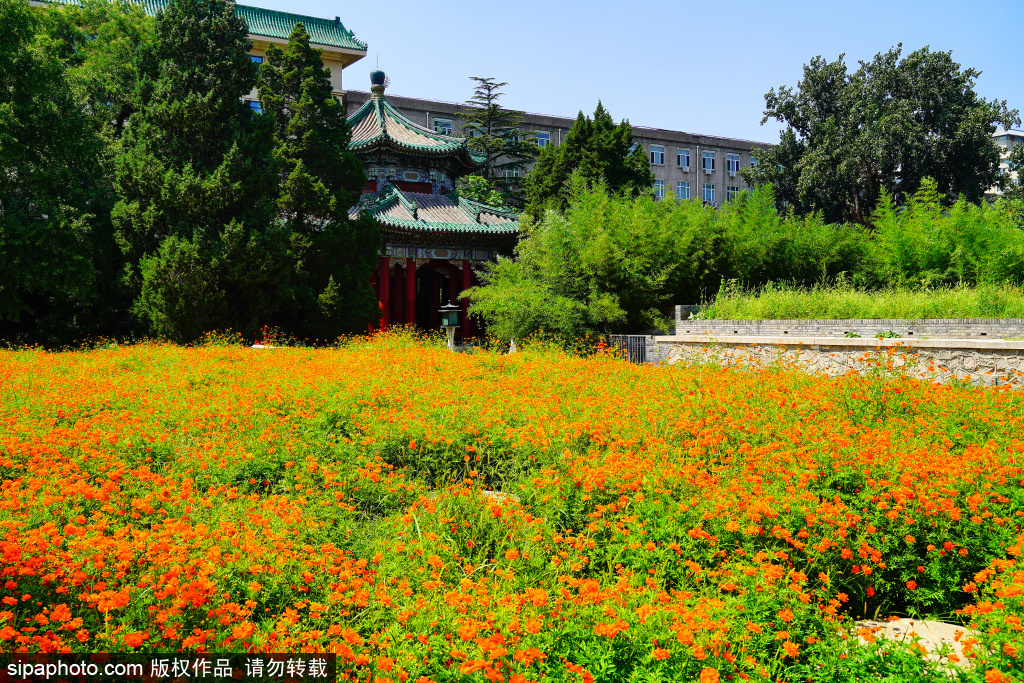 北海公园硫华菊进入盛花期