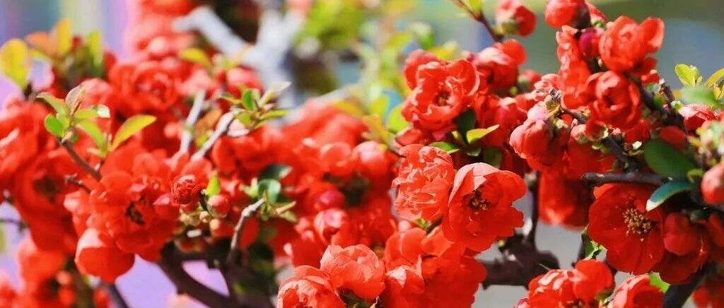 太完美了！4月，在北京这样赏花，幸福感“满格”——