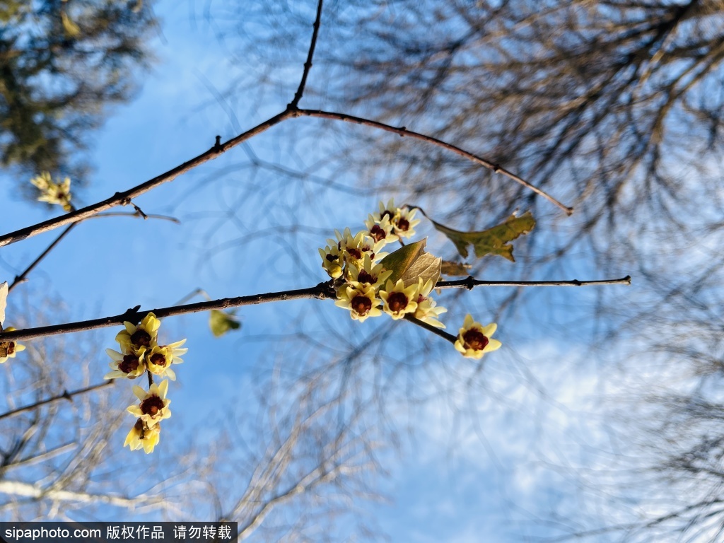 丰台花园腊梅美