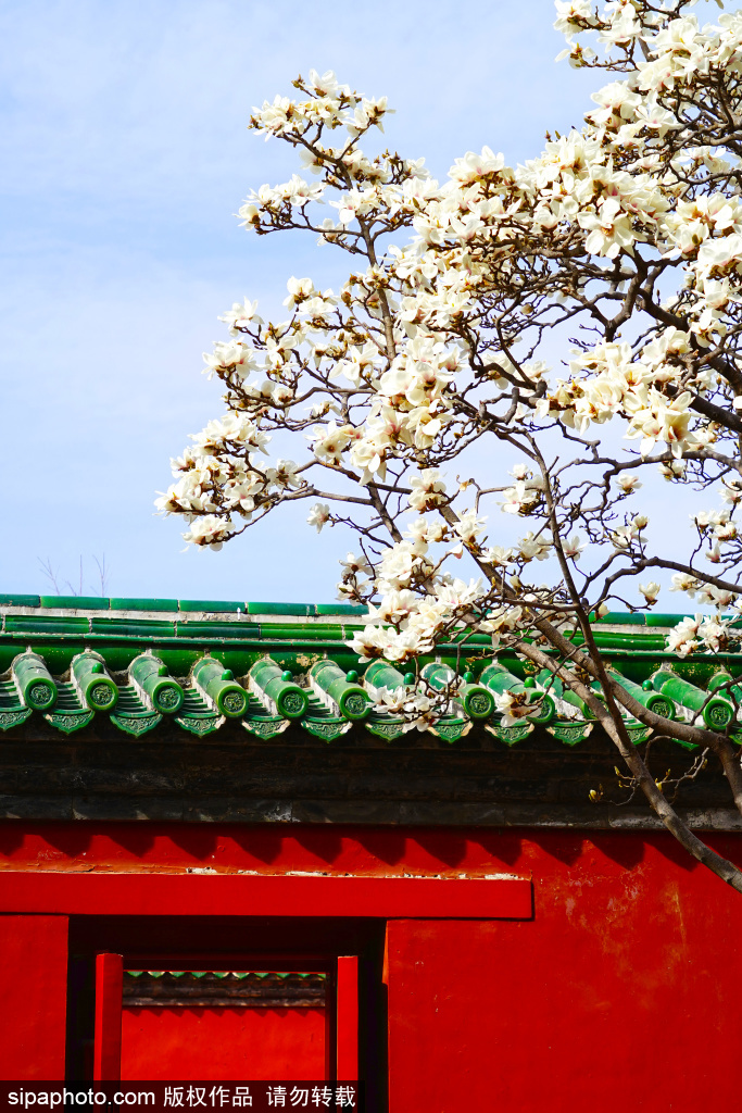 天坛斋宫迎来春日限定美景